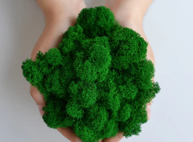 Стабилизированный ягель – природный декор на вес- фото № 1