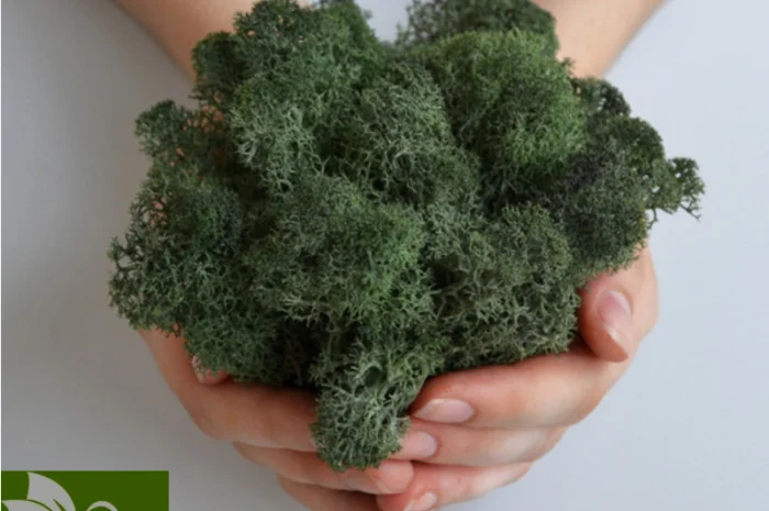 Стабилизированный ягель – природный декор на вес- фото № 2