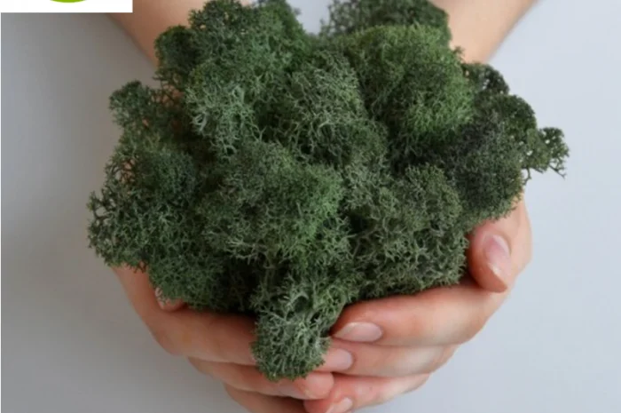 Натуральный темный зеленый мох из Скандинавии для флористики- фото № 2