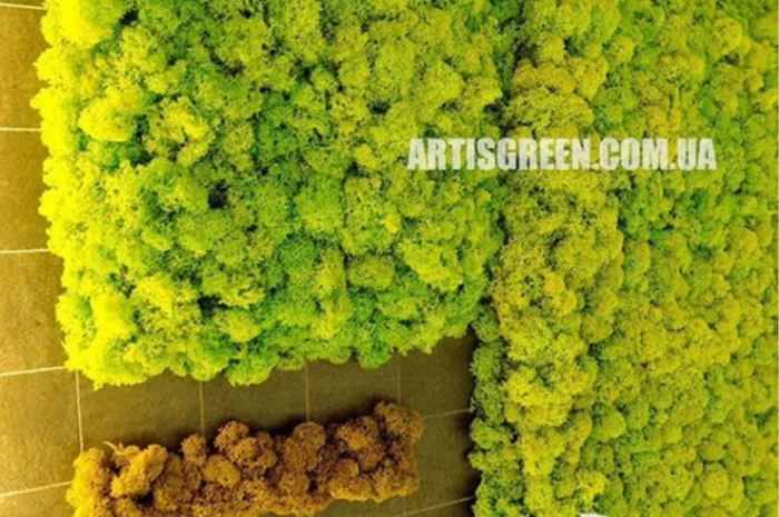 Екологічні картини та панно з моху та стабілізованих рослин- фото № 1