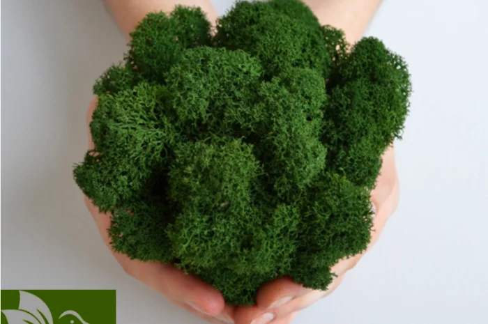 Декоративный стабилизированный мох из Скандинавии- фото № 1