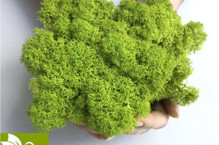 Декоративный стабилизированный мох из Скандинавии- фото № 2