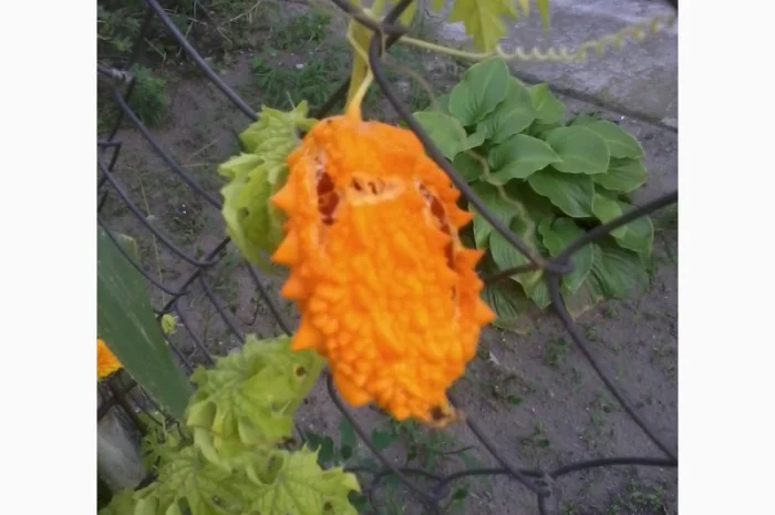 Семена момордики для вашего сада- фото № 2