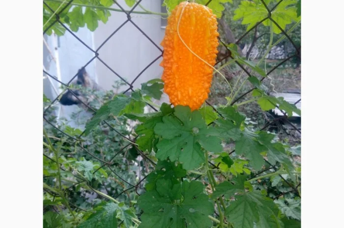 Семена момордики для вашего сада- фото № 3