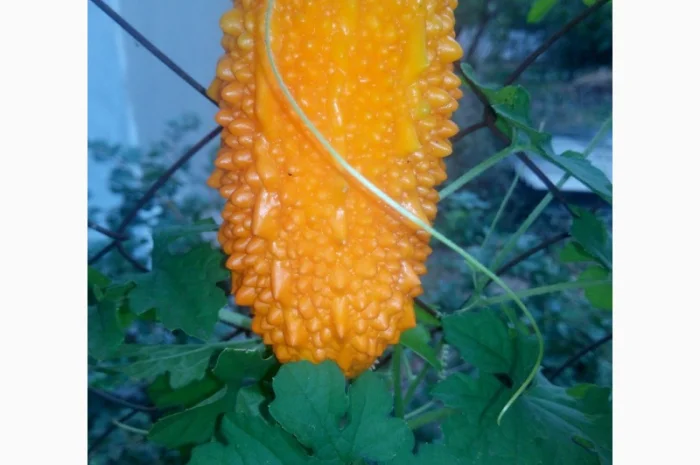 Семена момордики для вашего сада- фото № 4