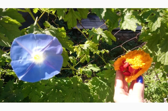 Семена момордики для вашего сада- фото № 6