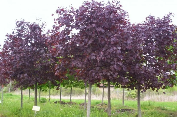 Саженцы декоративных деревьев и кустарников на продажу- фото № 1