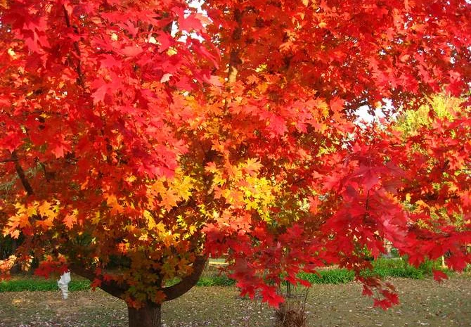 Саженцы декоративных деревьев и кустарников на продажу- фото № 9