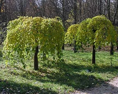 Саженцы декоративных деревьев и кустарников на продажу- фото № 8