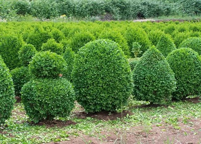 Саженцы декоративных деревьев и кустарников на продажу- фото № 7