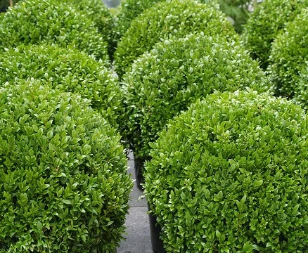 Саженцы декоративных деревьев и кустарников на продажу- фото № 6