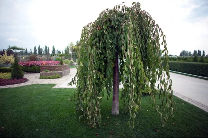 Саженцы декоративных деревьев и кустарников на продажу- фото № 19