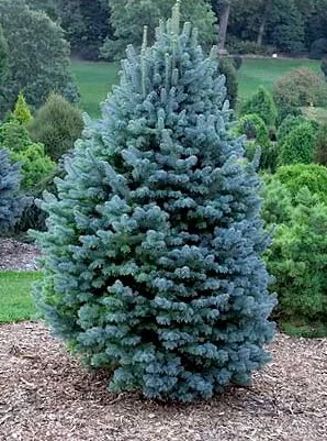 Саженцы декоративных деревьев и кустарников на продажу- фото № 18