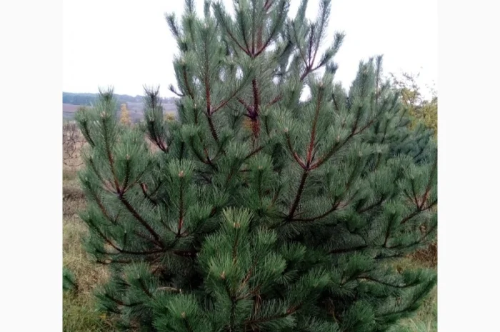 Саженцы декоративных деревьев и кустарников на продажу- фото № 17