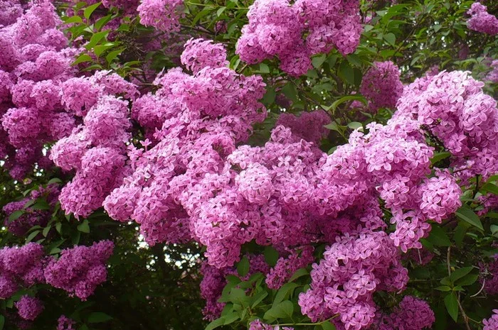 Саженцы декоративных деревьев и кустарников на продажу- фото № 16