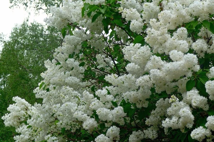 Саженцы декоративных деревьев и кустарников на продажу- фото № 15