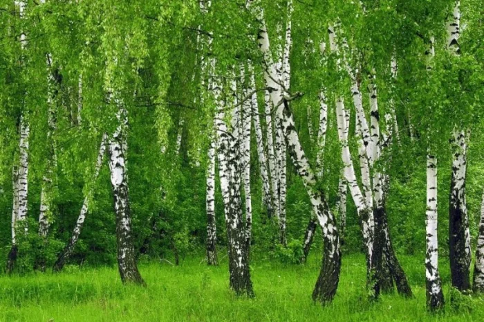 Саженцы декоративных деревьев и кустарников на продажу- фото № 13