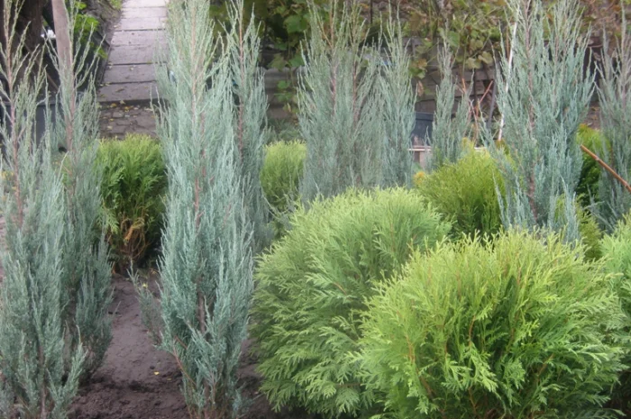 Саженцы декоративных деревьев и кустарников на продажу- фото № 12