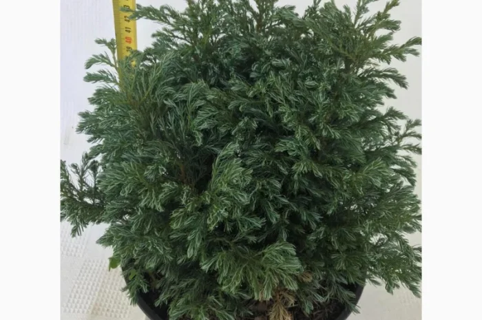 Кипарисовик горохоплодный Бульварл С5л – декоративное растение- фото № 1