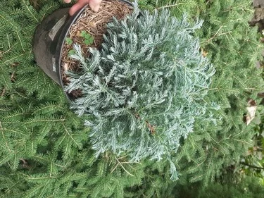 Кипарисовик горохоплодный Бульварл С5л – декоративное растение- фото № 2