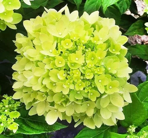 Саженцы гортензии метельчатой Пинк Даймонд в продаже- фото № 1