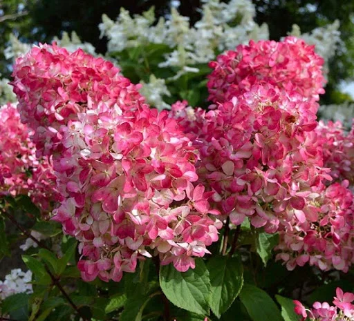Саженцы гортензии метельчатой Пинк Даймонд в продаже- фото № 2