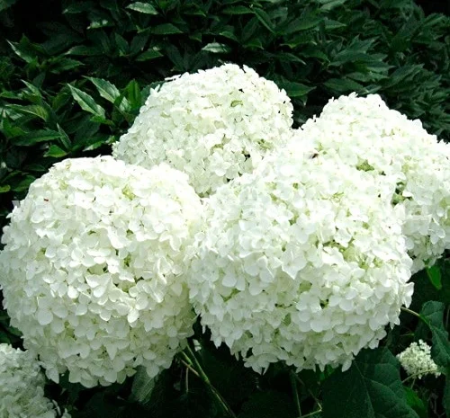 Саженцы гортензии метельчатой Пинк Даймонд в продаже- фото № 3