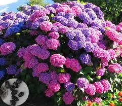 Саженцы гортензии метельчатой Пинк Даймонд в продаже- фото № 4