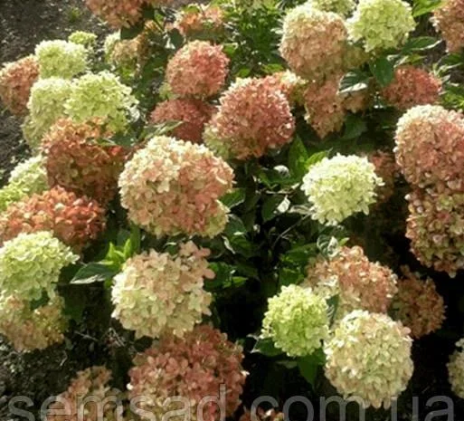 Саженцы гортензии метельчатой Пинк Даймонд в продаже- фото № 6