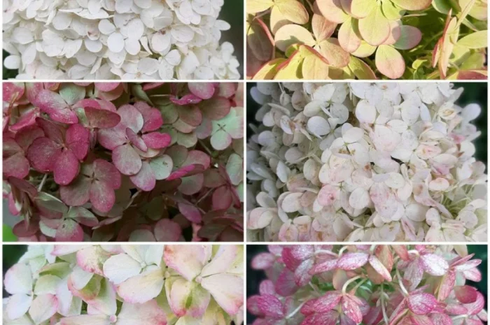 Набір волотистих гортензій, на штамбі від 1 метра (біла рожева зелена)- фото № 1