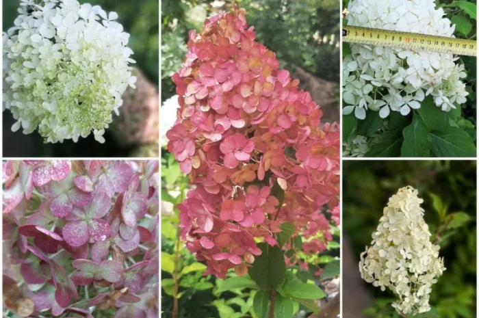 Набір волотистих гортензій, на штамбі від 1 метра (біла рожева зелена)- фото № 2