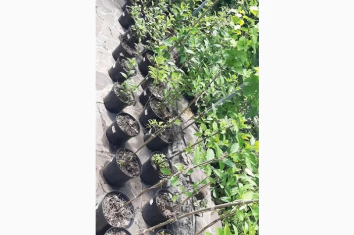 Набір волотистих гортензій, на штамбі від 1 метра (біла рожева зелена)- фото № 3