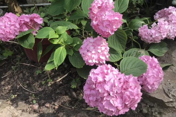 Гортензія великолиста квітуча, рожева Сл. ремонтантна- фото № 1