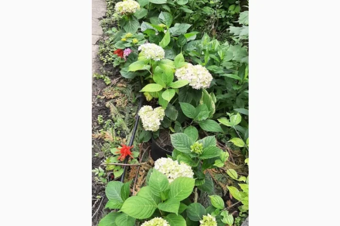 Гортензія великолиста квітуча, рожева Сл. ремонтантна- фото № 2