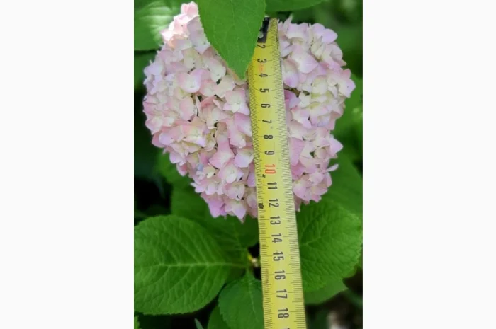 Гортензія великолиста квітуча, рожева Сл. ремонтантна- фото № 3