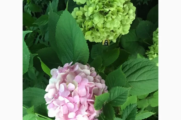 Гортензія великолиста квітуча, рожева Сл. ремонтантна- фото № 4