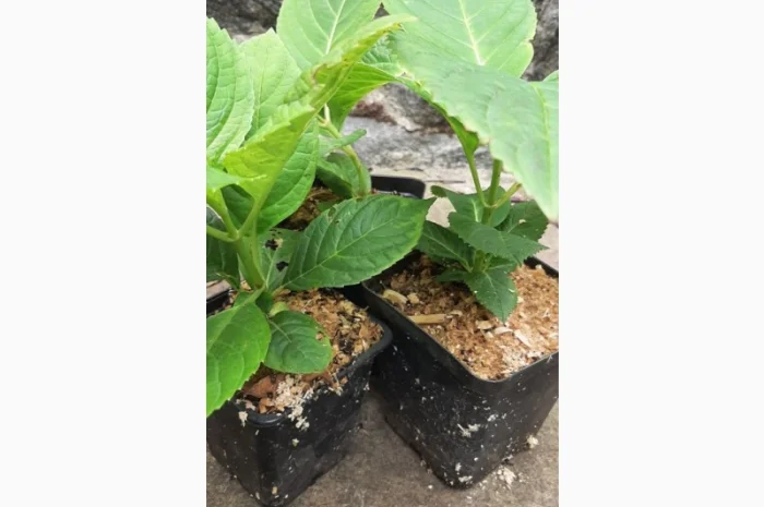 Гортензія великолиста квітуча, рожева Сл. ремонтантна- фото № 5