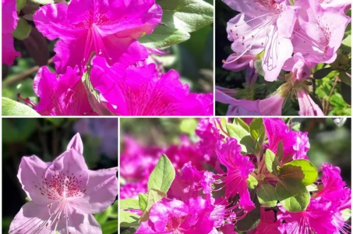 Саженцы гортензии метельчатой 1 шт- фото № 1