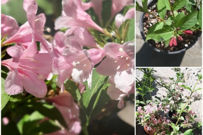 Саженцы гортензии метельчатой 1 шт- фото № 2