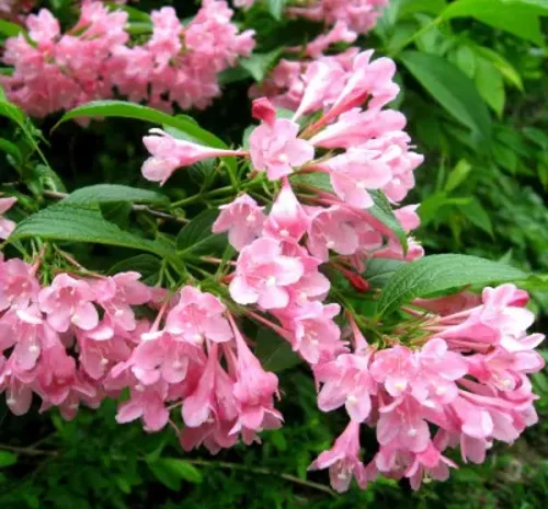 Саженцы гортензии метельчатой 1 шт- фото № 3