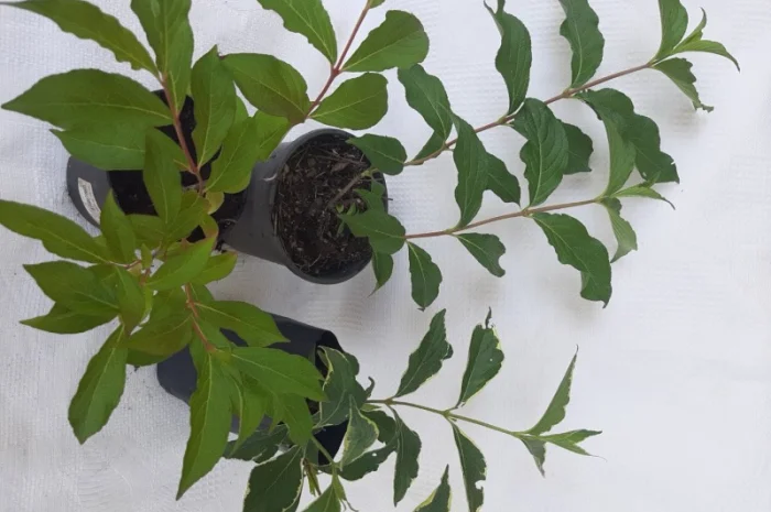 Саженцы гортензии метельчатой 1 шт- фото № 4