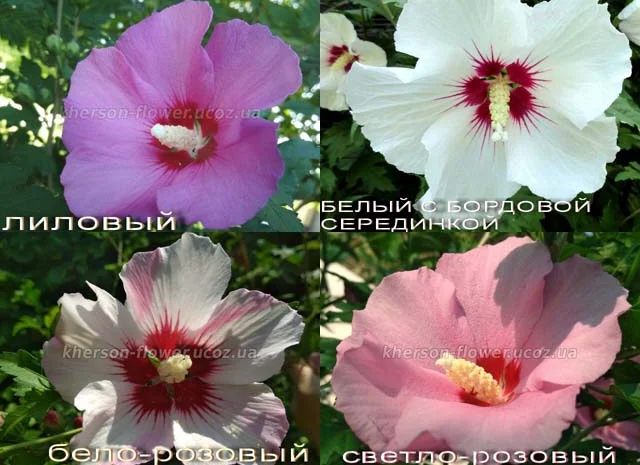 Гибискусы древовидные разных сортов- фото № 2