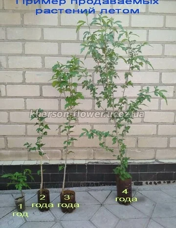 Гибискусы древовидные разных сортов- фото № 4