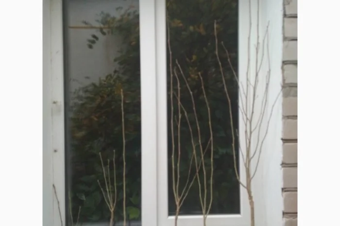 Гибискусы древовидные разных сортов- фото № 5