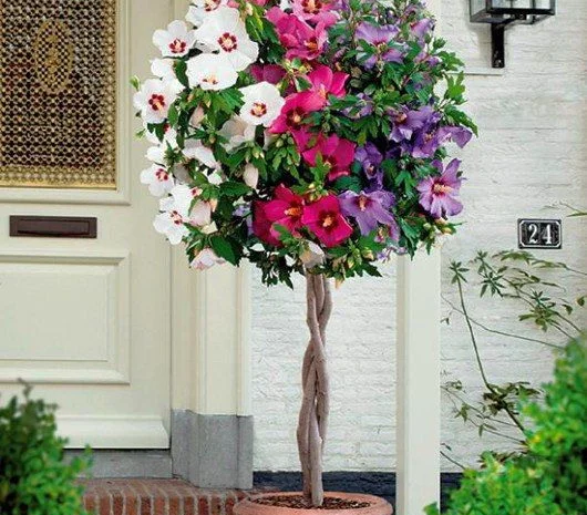 Гибискусы древовидные разных сортов- фото № 7