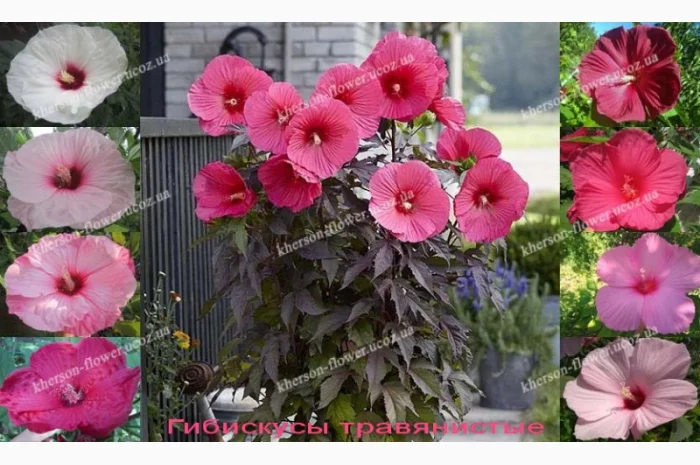 Гибискусы древовидные разных сортов- фото № 8