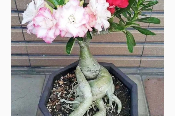 Взрослые разветвленные адениумы- фото № 10