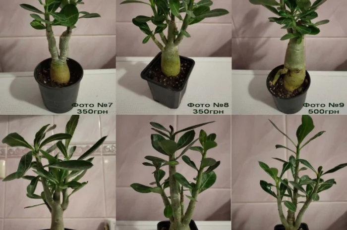 Взрослые разветвленные адениумы- фото № 2