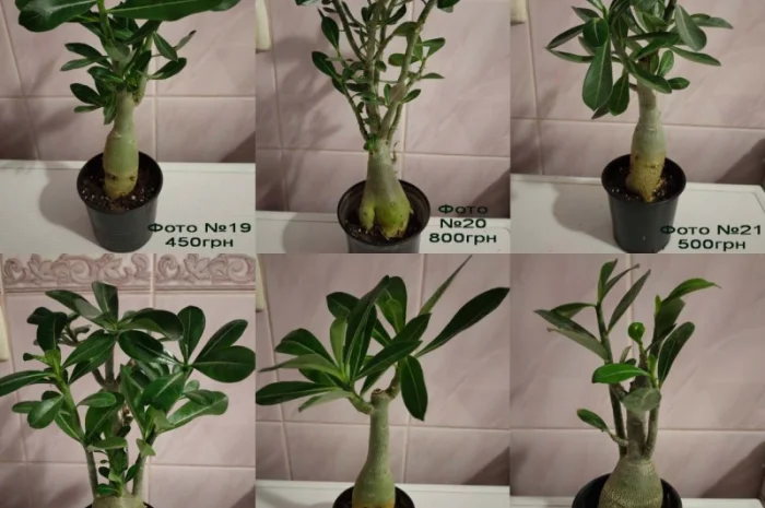 Взрослые разветвленные адениумы- фото № 3