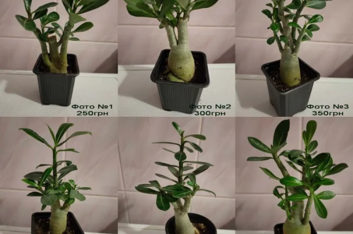 Взрослые разветвленные адениумы- фото № 4